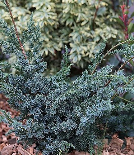 Juniperus chinensis 'Blue Alps' 20–30 cm – Winterhart, Immergrün, Pflegeleicht – Strauchwacholder – Heckenpflanze für Garten & Sichtschutz