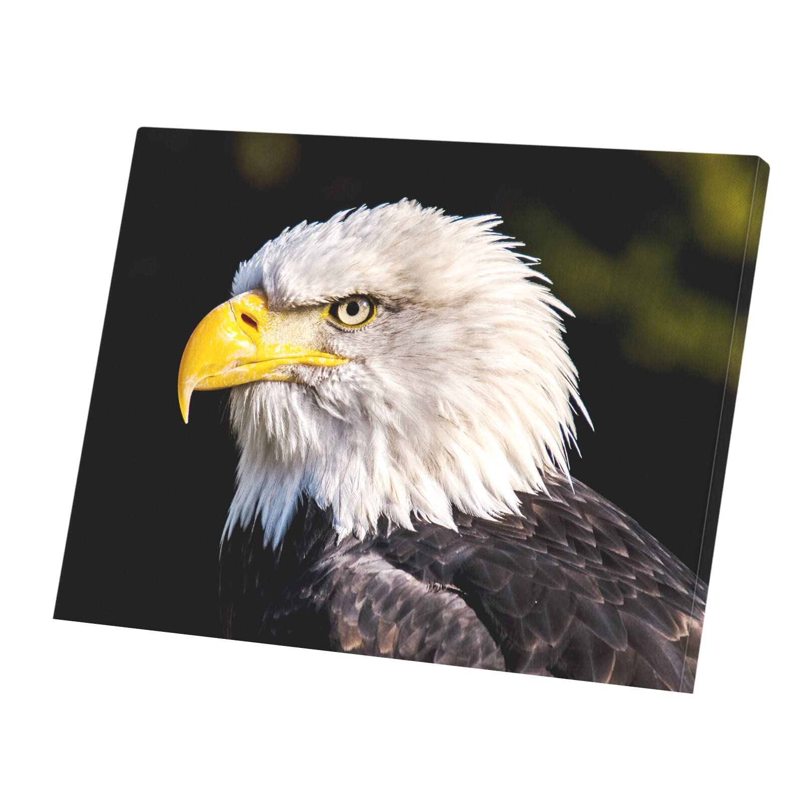 Tableau décoratif tête aigle pygargue emblème États-Unis