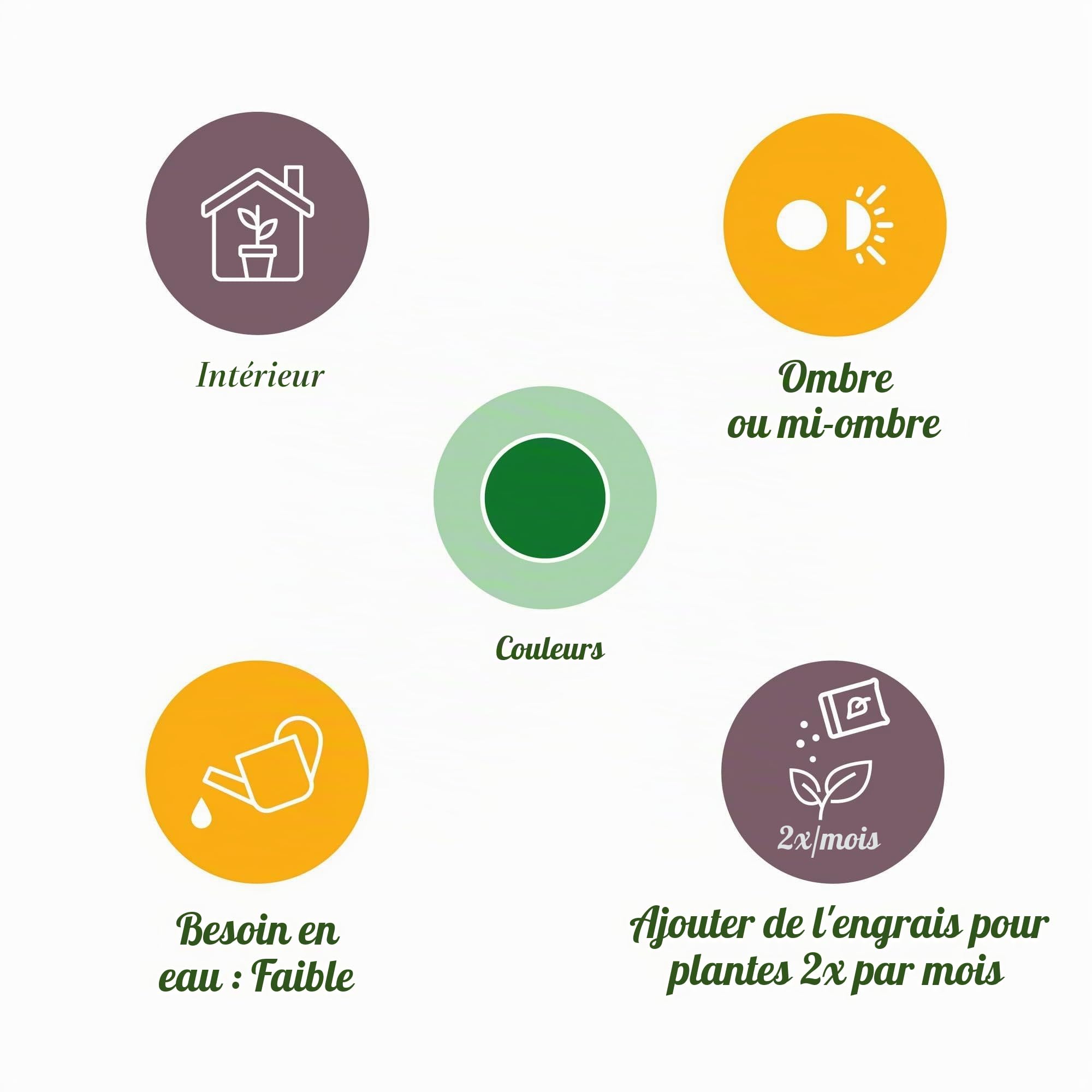 Green boutiQ - Plantes d'intérieur - Zamioculcas - Plante ZZ - Peu d'entretien - avec panier - Vert - 1 Plante - Pot 21cm - Hauteur 80-90cm