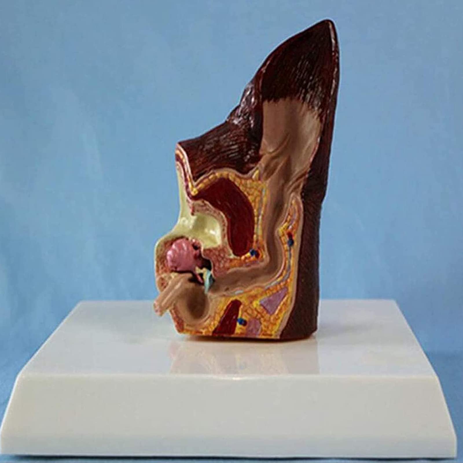 Model anatomiczny psa psa ucha biologia organów zwierząt pomoc edukacyjna i materiały edukacyjne dla studentów medycyny i nauki
