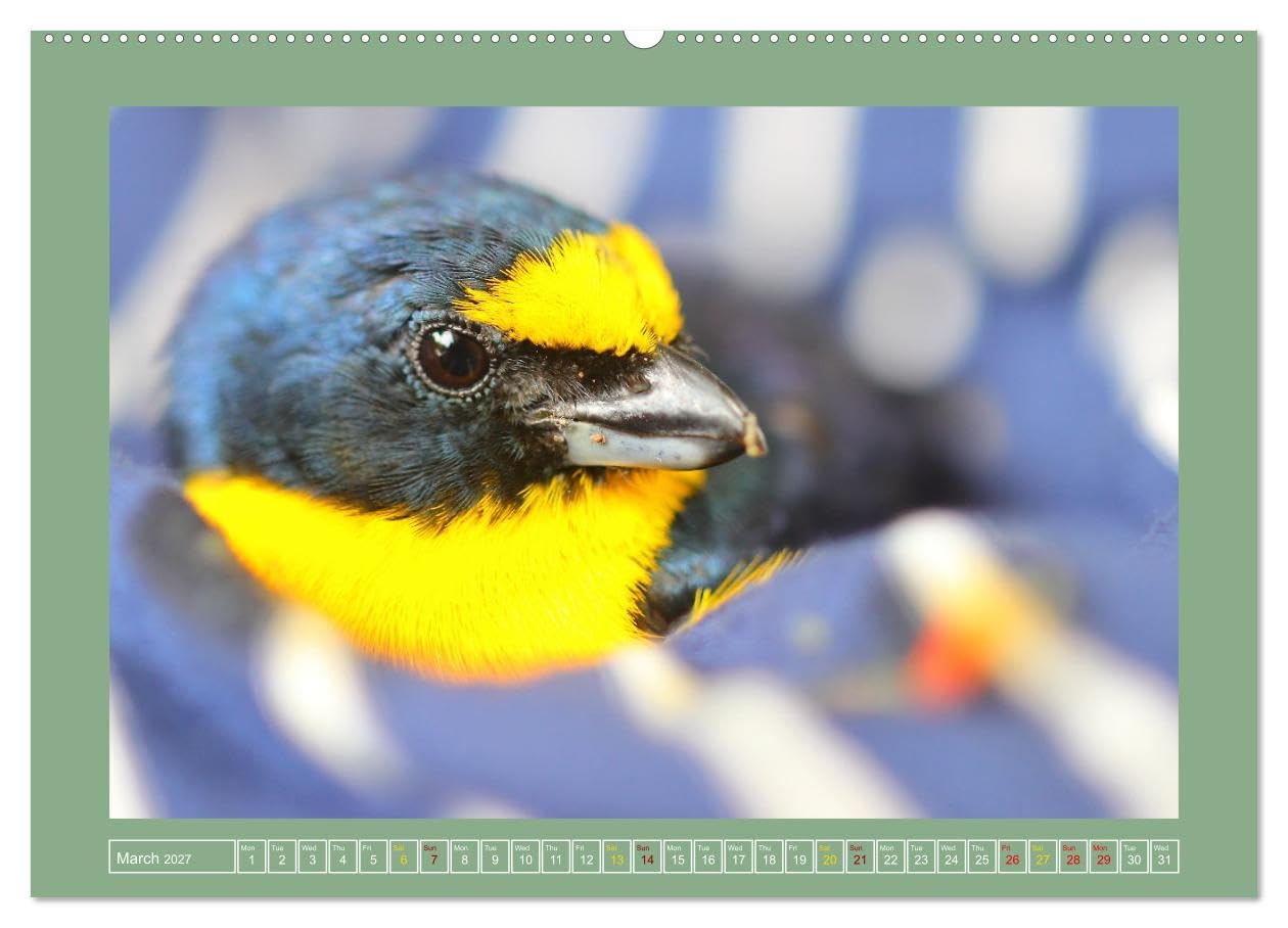 Some Costa Rican Birds (Wall Calendar 2027 DIN A2 landscape), CALVENDO 12 Month Wall Calendar: Enjoy a little of the great biodiversity you can find in Costa Rica