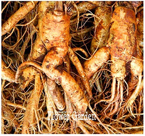 100 Seeds/Bag New Fresh Seeds Chinese Ginseng, Panax Ginseng Seeds, Potted Bonsai Plant Flower Seeds for Home Garden