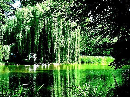 2 Golden Weeping Willow Trees - Ready To Plant - Live Plants - Beautiful Arching Canopy #TOP2