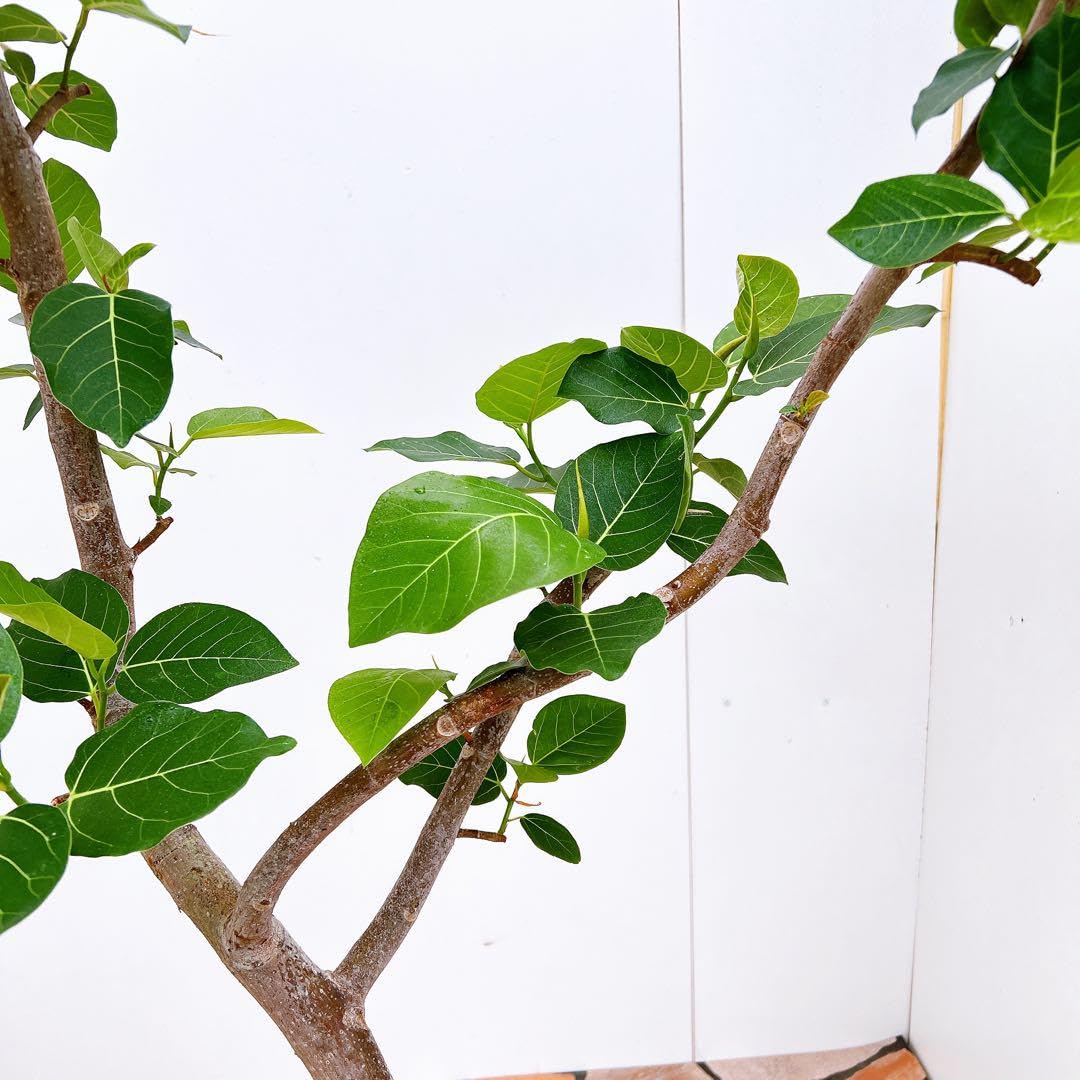 Amazon｜フィカス ゴムの木 グランディス ブラウン 34番 曲がり 特大