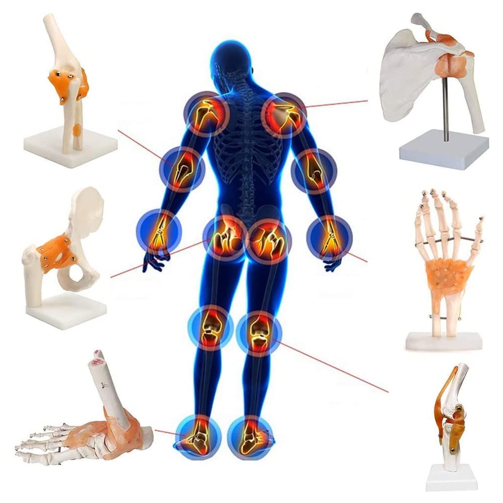 6-częściowy zestaw modeli anatomii stawów człowieka-model szkieletu ramienia, łokcia, nadgarstka, biodra, kolana i stopy naturalnej wielkości