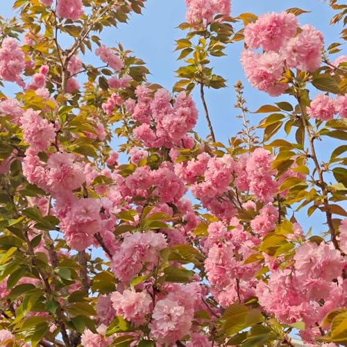 semillas de cerezo Variedades antiguas de semillas de flores semillas de flores silvestres resistentes para cubrir el suelo Semillas orgánicas para plantas de balcón resistentes 220pcs