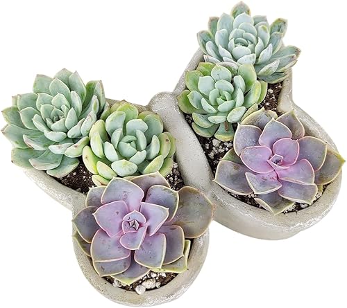 Miniatura 9 de Plantas suculentas vivas en maceta de mariposa de hormigón de 9 pulgadas, suculentas de interior vivas totalmente arraigadas en macetas de