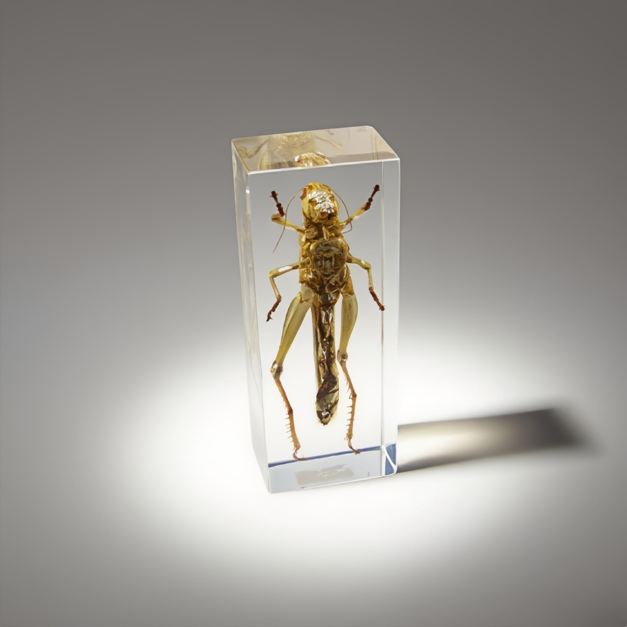 Criquet en résine transparente – Véritable spécimen d'insecte pour projets scientifiques, exposition de curiosités ou presse-papier unique