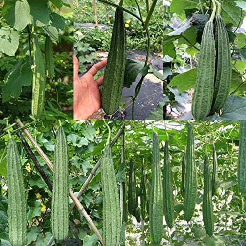 Luffa Gourd 20+ Seeds Bonanza Angled Luffa Gourd Heirloom Smooth Ridged Okra Gourds Non-Gmo #TOP4