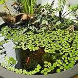 semillas de lenteja de agua,Decoraciones flotantes para estanques,de exterior.Decoración de estanques,de balcón.resistentes para el jardín perennes 1000pcs