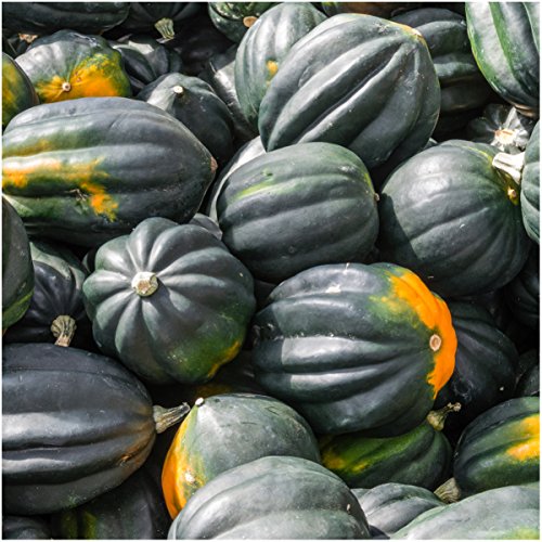 Seed Needs, Winter Squash Seed Packet Collection (6 Individual Varieties Of Squash Seeds For Planting) Non-Gmo & Untreated #TOP2