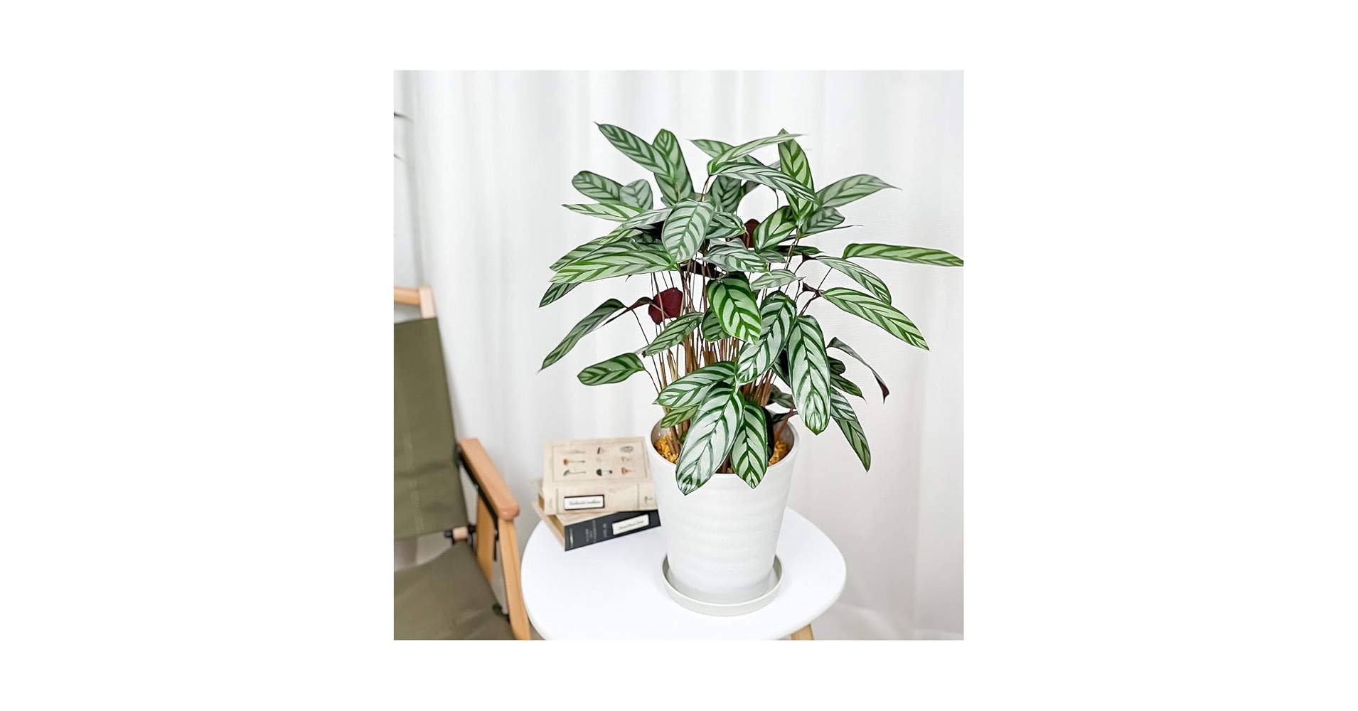 Amazon | PLANCHU 観葉植物 クテナンテ セトサ 6号鉢 受け皿付き