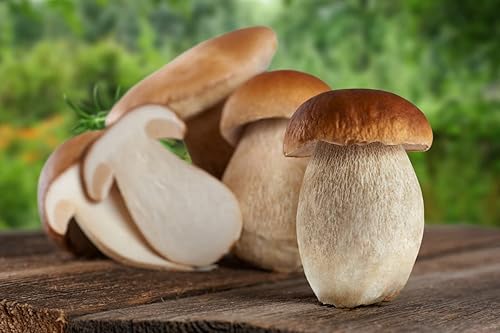 Miniatura 5 de Semillas Porcini Setas Esporas - Heirloom - Libre de OGM