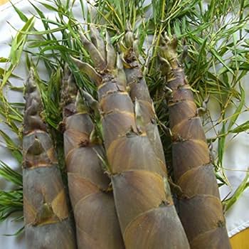 Amazon.co.jp: 山口県産「淡竹のたけのこ 」4kg（ハチク、破竹