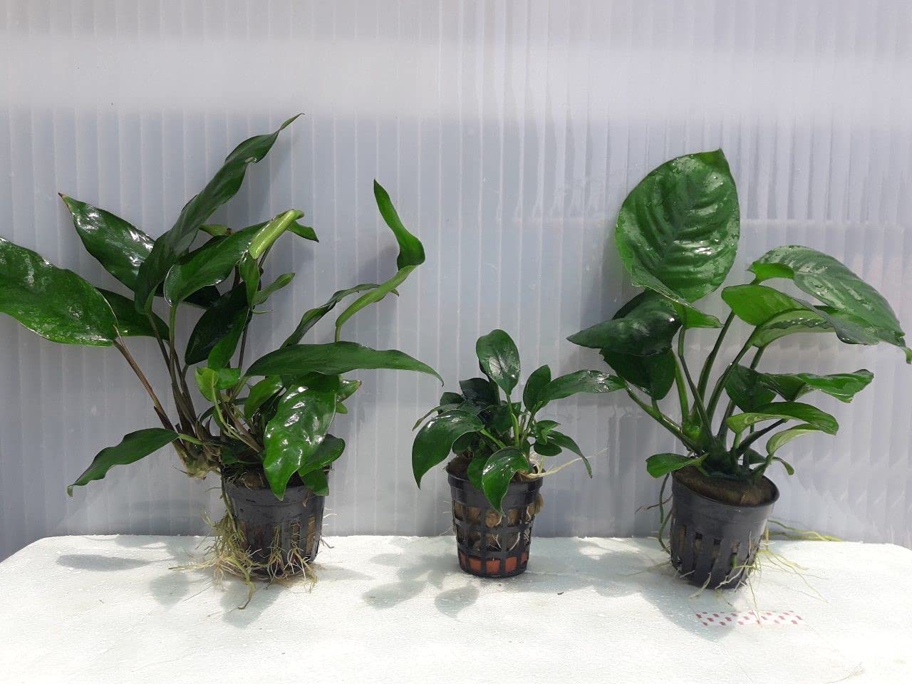 Desconocido Plantas DE Acuario. Lote 3 Plantas ANUBIA BARTERI-Mini-Minima