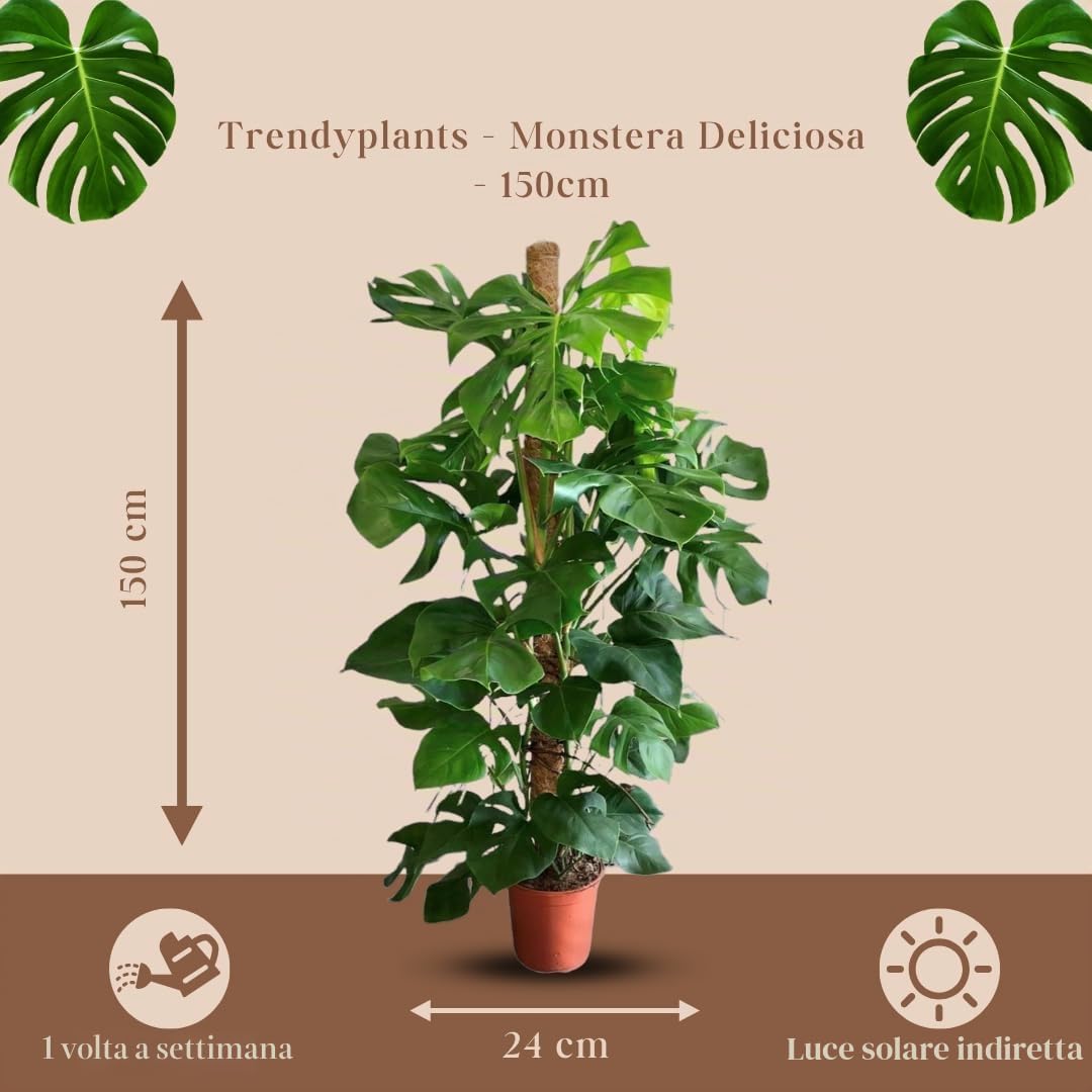 Trendyplants – Monstera Deliciosa – Pianta forata – Altezza 140 – 160 cm – Dimensione vaso Ø 27 cm