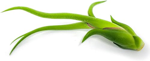 Miniatura 11 de Tillandsia Plantas de aire vivas de interior (paquete de 100), plantas de aire, recuerdos de fiesta a granel o recuerdos de boda, plantas vivas,