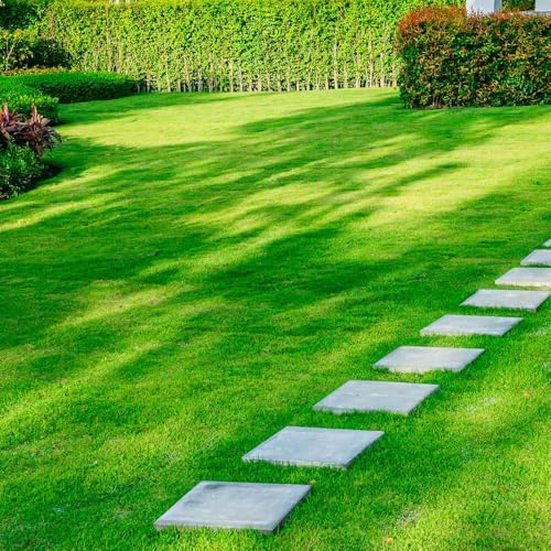Hybrid Mexican Bermuda Lawn Grass Seeds – All Season 4000 seeds L...