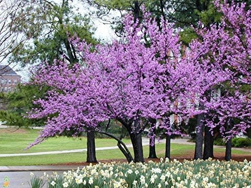 2 Eastern Red Bud Trees - Bright Color Flowering Trees 2 Feet Tall (LEGENDARY-YES)