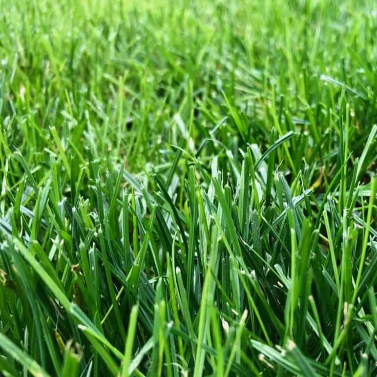 Imported Buffalo Grass Seeds for Your Home and Gardening (PACK OF 2 KG)-image-36
