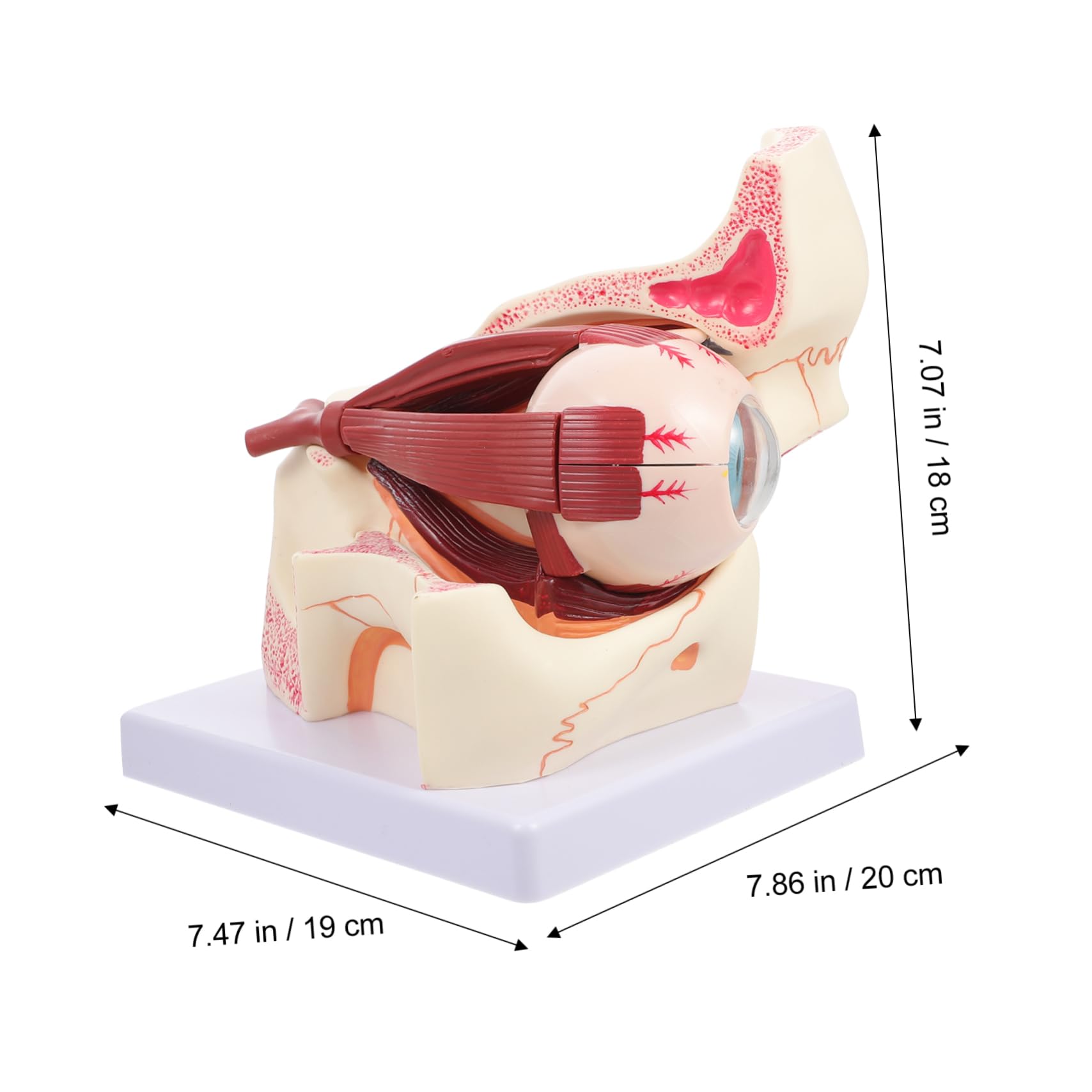 Cabilock Modello Ingrandito Occhio Dettagliato e Didattico per Studio Della Fisiologia e Anatomia Oculare Struttura per Professionisti e Studenti
