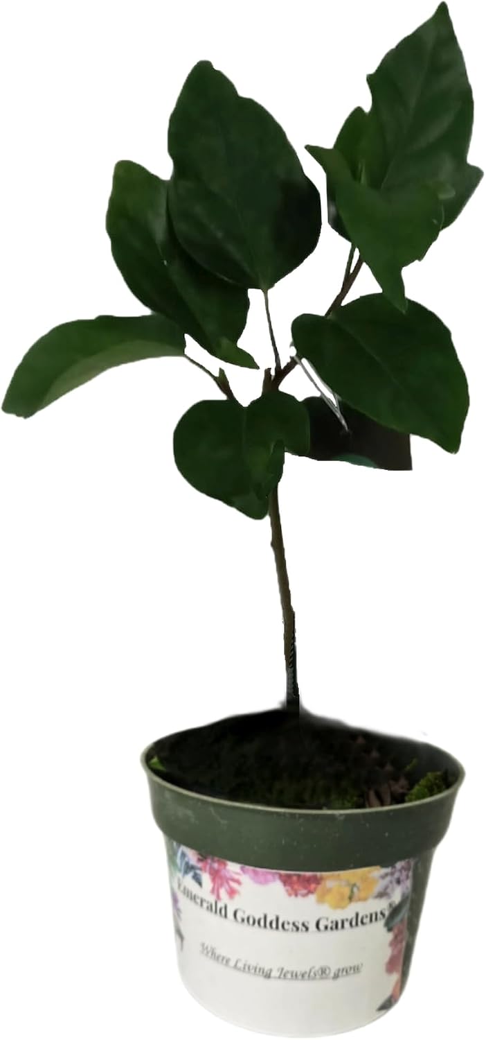 Sea Spray- Exotic Tropical Hibiscus rosa-sinensis Hybrid - Live Plant - Fancy Big Single White Lavender Pink Flower - Emerald Goddess Gardens - Starter Sz 4 Inch Pot