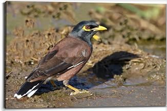 Hirtenmaina oder Hirtenstar Common myna Indian myna Acridotheres Canvas Wall Art Decor Framed Photo Prints Picture Poster For Bathroom Bedroom Kitchen Living Room Office Artwork Paintings 20x30