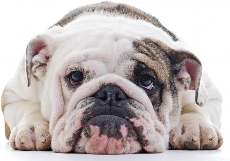 English Bulldog Dog Eye Wall Decal Wallmonkeys Peel and Stick Graphic (36 in W x 24 in H) WM105746