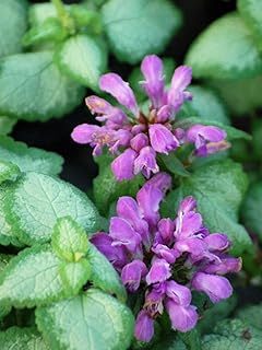 Perennial Farm Marketplace Lamium m. 'Beacon Silver' (Dead Nettle) Groundcover, Size-#1 Container, Metallic Leaves and Pink Flowers