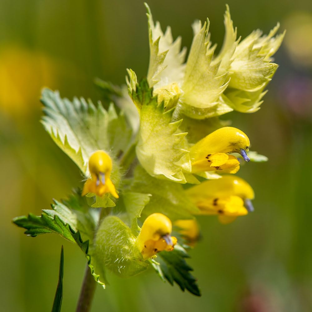 Yellow Rattle Wildflower Seeds – Blooms Encouraging Biodiversity – RHS Plants for Pollinators – Hardy Annual – for Your Beautiful Garden