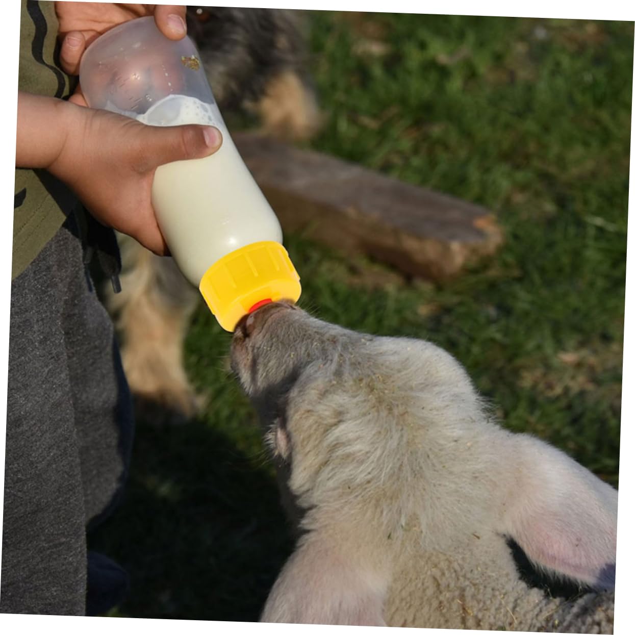 Biberon per Agnelli 400ml in Pvc Riutilizzabile con Tettarelle | Vitelli e Agnelli, Uso in Casa e Fattoria, Accessori di Ricambio Inclusi