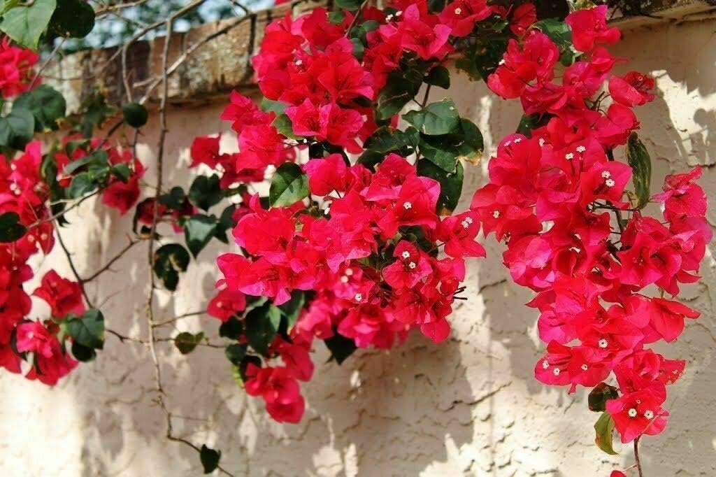 See full amazon price history chart for Flame red bougainvillea plant live Pack fo 1 Flame red bougainvillea plant live Pack fo 1 (B0D1QLKQ8R) Amazon Price History, Amazon Price Tracker