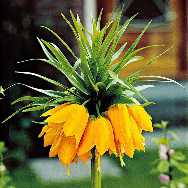 Oakwood Farms® Crown lily Flower Bulbs for All Season Pot and Home Garden | yellow Flower Bulbs For Indoor/Outdoor home Gardening Pack of 1 Bulb (B0CNH6896J) Amazon Price History, Amazon Price Tracker
