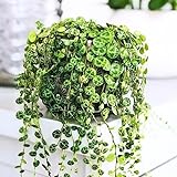 String of Turtles Live Plant, Rare Succulent Houseplant Indoor Home Decoration
