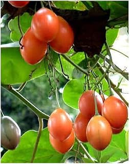 IDEA HIGH Cyphomandra betacea - Tree Tomato - tamarillo - 15 Seeds
