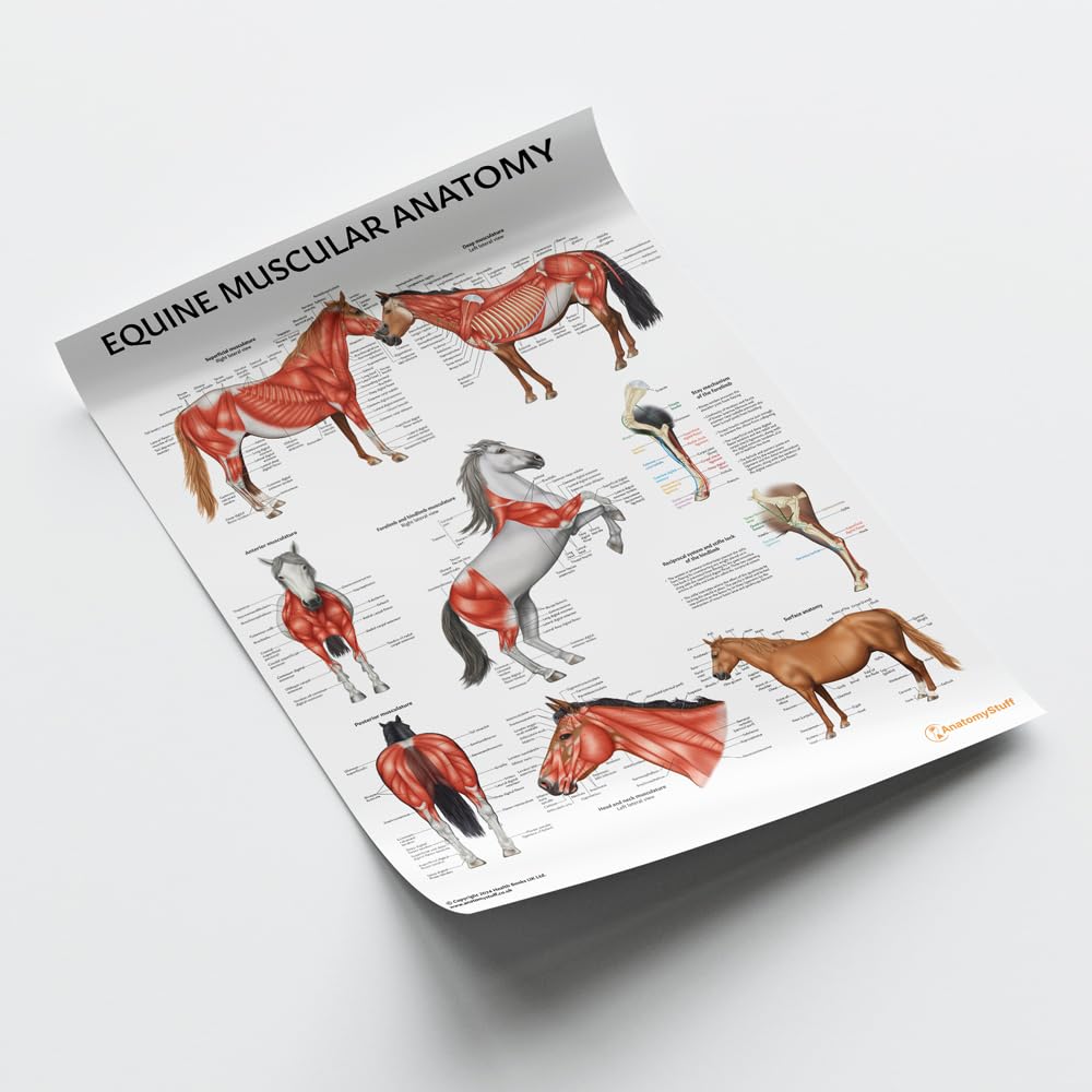 Amazon.co.jp: 馬の筋肉解剖学ポスター/チャート、45x60、18x24インチ