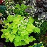 HEIRLOOM Lime Rickey Heuchera Coral Bells 50 seeds VERY RARE
