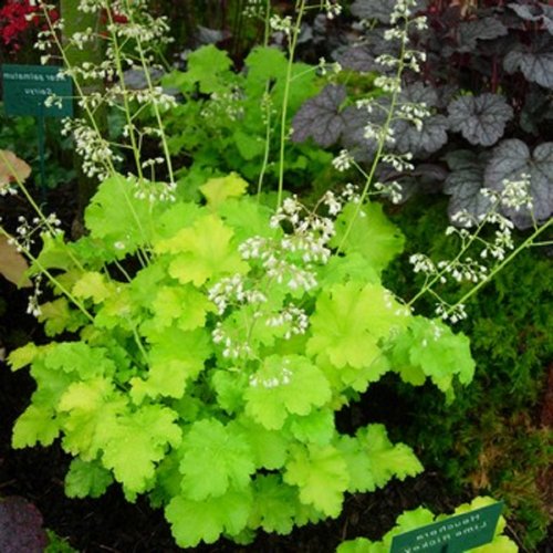 HEIRLOOM Lime Rickey Heuchera Coral Bells 50 seeds VERY RARE HEIRLOOM Lime Rickey Heuchera Coral Bells 50 seeds VERY RARE