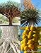 Dragon's Blood Tree, Dracaena draco rare Canary Island palm bonsai seed 10 SEEDS