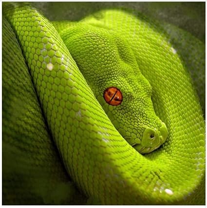 Diamant Broderie Serpent Vert Strass Cercle Drill Resine Motif Mosaique 5d Diy Diamant Peinture Point De Croix Animal Decor A La Maison 15 7 19 7 In Amazon Fr Cuisine Et Maison