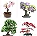 Produktbild Seedeo® Bonsai Anzuchtset deluxe Best of (Japanische Blüten- und Zierkirsche, Blauregen,Zwerg-Granatapfel, Roter Fächerahorn,Japanische Kamelie)