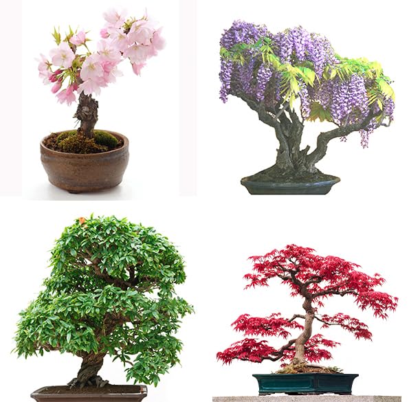 Seedeo Bonsai Anzuchtset deluxe Best of (Japanische Blten- und  Zierkirsche, Blauregen,Zwerg-Granatapfel, Roter Fcherahorn,Japanische  Kamelie) : Amazon.de: Garten