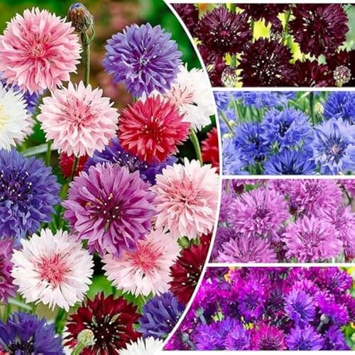 3300+ Bachelor Button Cornflower Seeds for Planting Mix Dwarf Bachelor Button Seeds for Home Garden Perennial Flowers