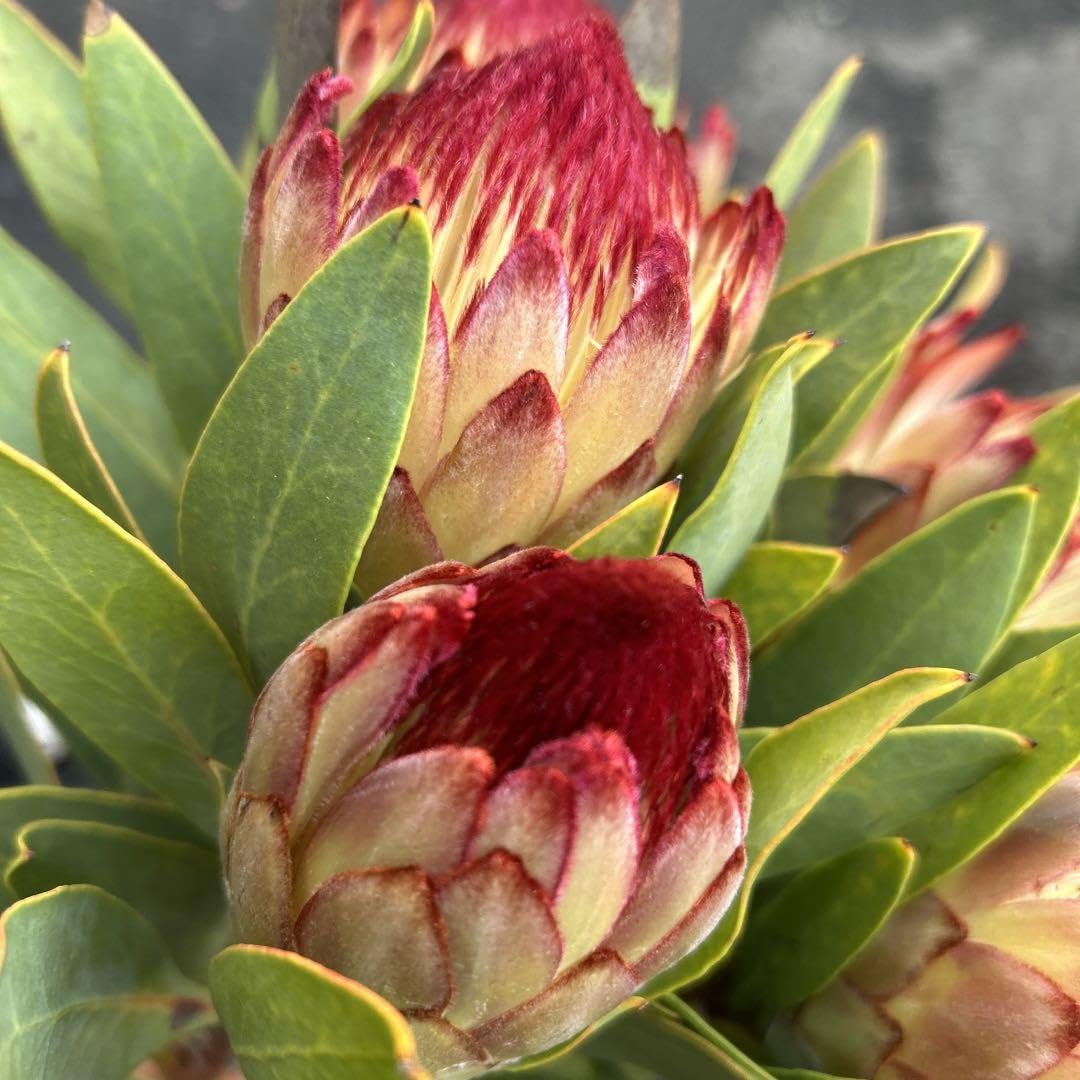 ⑨＊本日価格‼️プロテア ロビン 5本‼️ ネイティブ スワッグ 花材