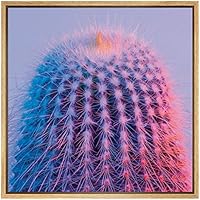 SIGNWIN Framed Canvas Wall Art Mammillaria Spinosissima Cactus in Pink, Purple Background Botanical Succulent Photography Realism Modern Closeup Fun for Living Room, Bedroom, Office - 16x16 inches