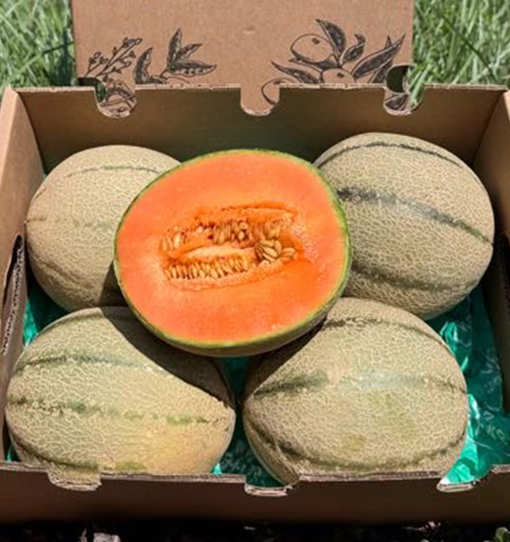 Caja de Melones cantalupo | 2 o 3 unidades. Entre 1kg y 1,5kg cada pieza. Fruta dulce cultivada de forma sostenible en Castellón (España), directo del agricultor (2 Unidades)