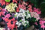 New 100pcs Poinsettia Flower Seeds Multi-Colored Generic