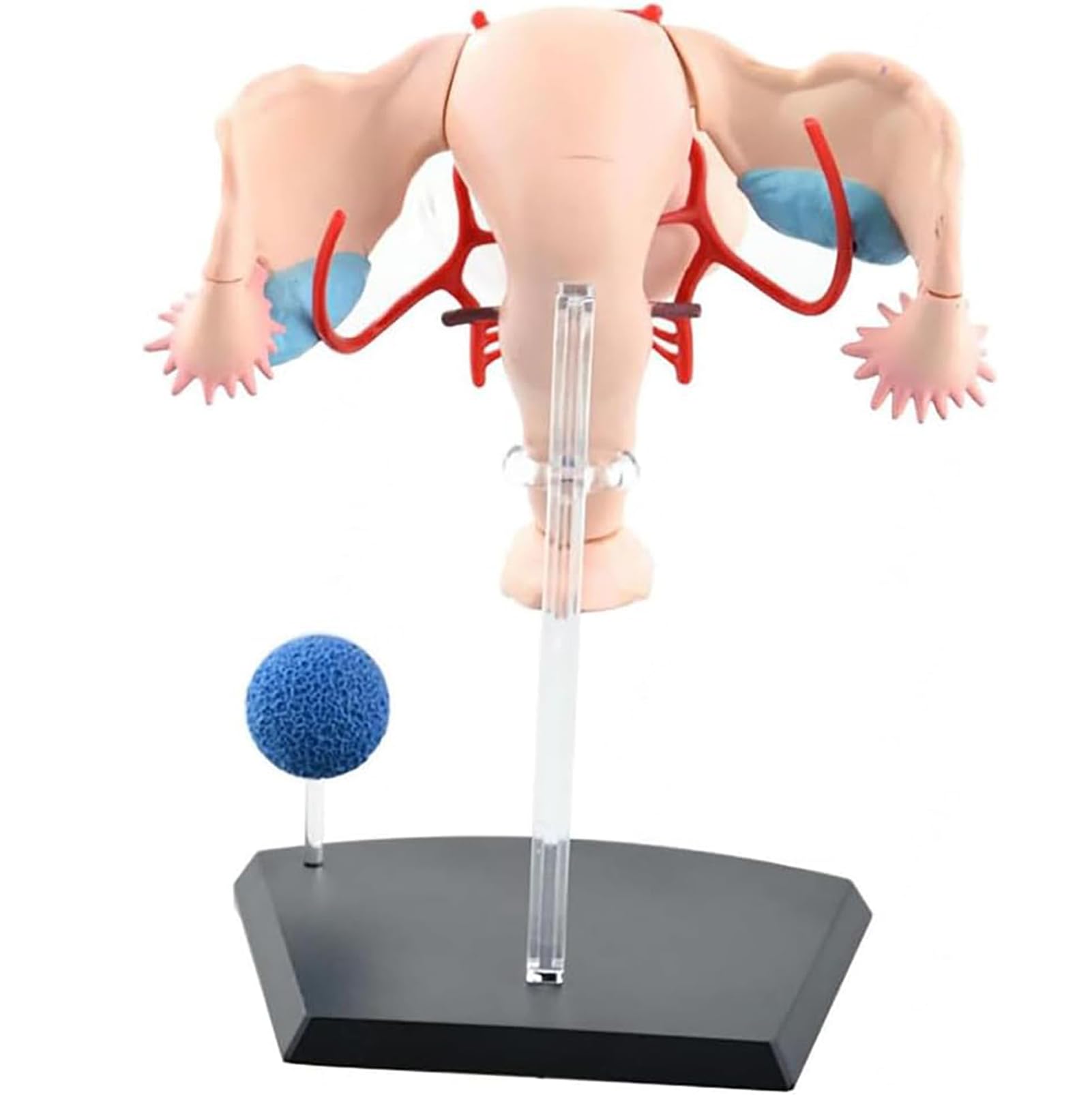Genérico Modelo Anatómico del Sistema Reproductor Femenino 4D, Modelo Humano de Útero y Ovario, 19 Componentes Desmontables y un Soporte de Exhibición para Estudio y Enseñanza