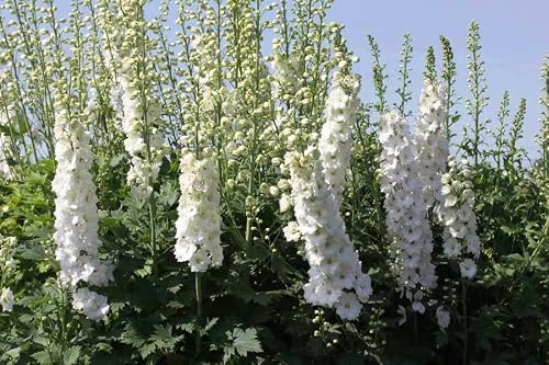 Raise Me Up: Seeds Guardia White Giant Larkspur Delphinium Annual Flowers #TOP6