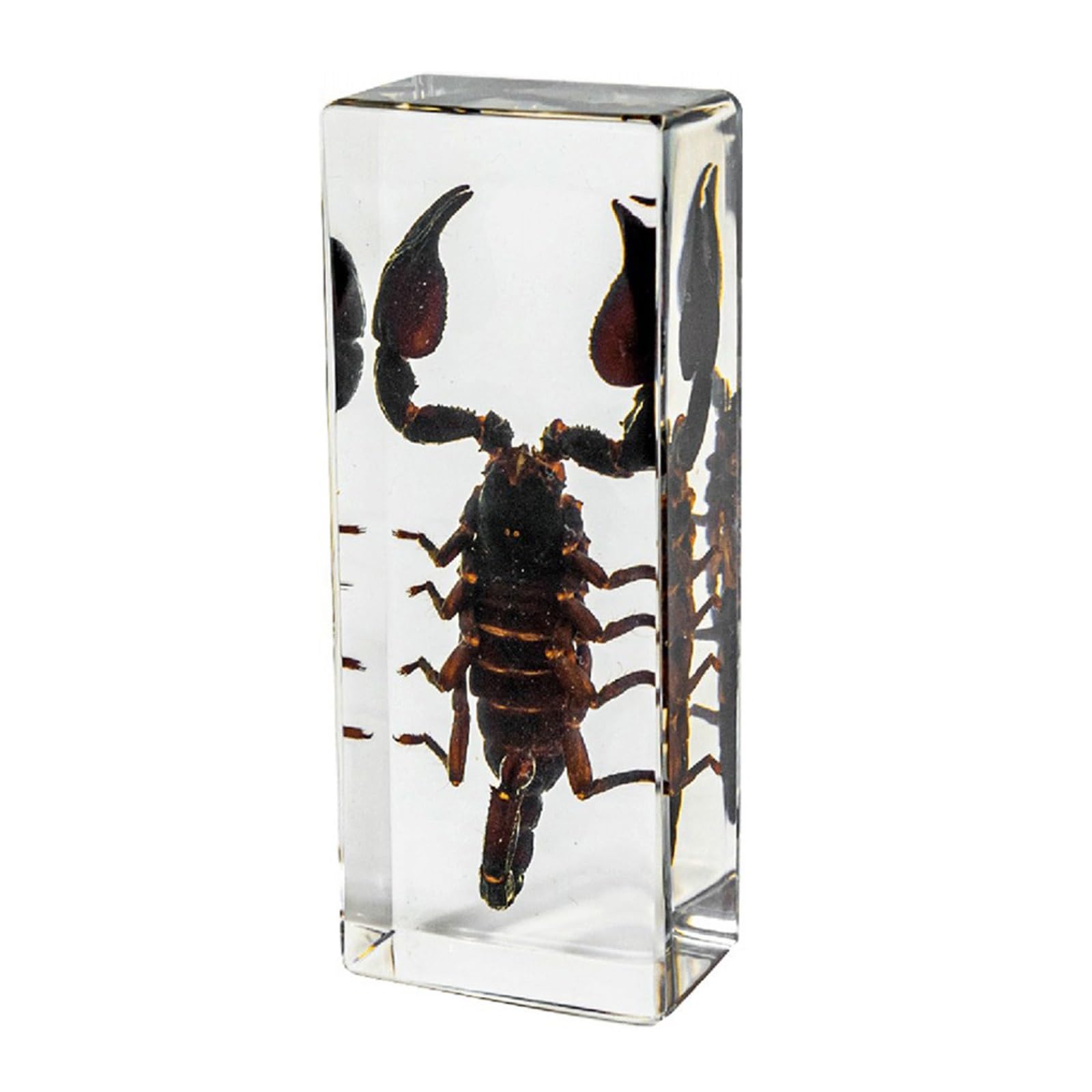 ALMASI Insect specimens,Real Specimens of Various Insect Made of Resin, Used for Science Classroom Science Education Animal Specimens, Bug Preserved,Oddities, Biology(Black scorpion)